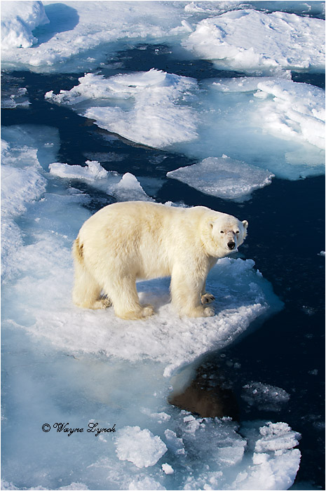 Polar Bear on Pack Ice 196 by Dr. Wayne Lynch &copy;